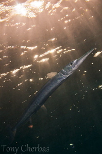 Crocodile Needlefish in Dappled Sun Light: test run with ... by Tony Cherbas 
